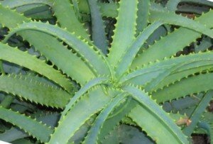 алое_древовидное_aloe_drevovidnoe