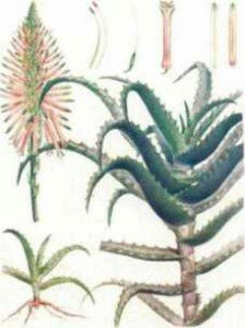 сок_алоэ_sok_ALOE